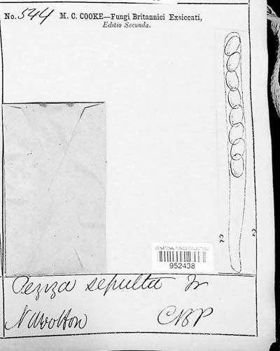 Geopora sepulta image
